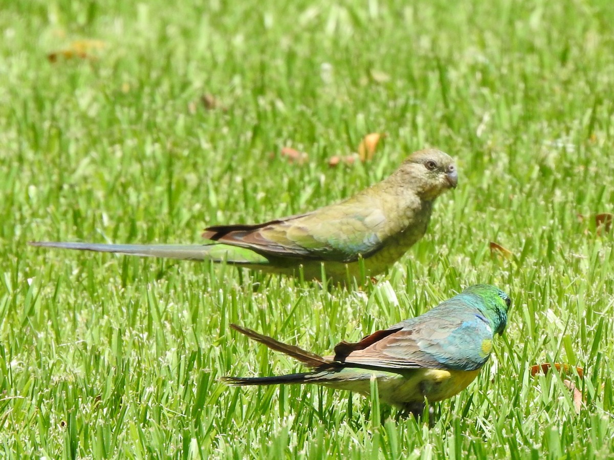 Red-rumped Parrot - ML387579751