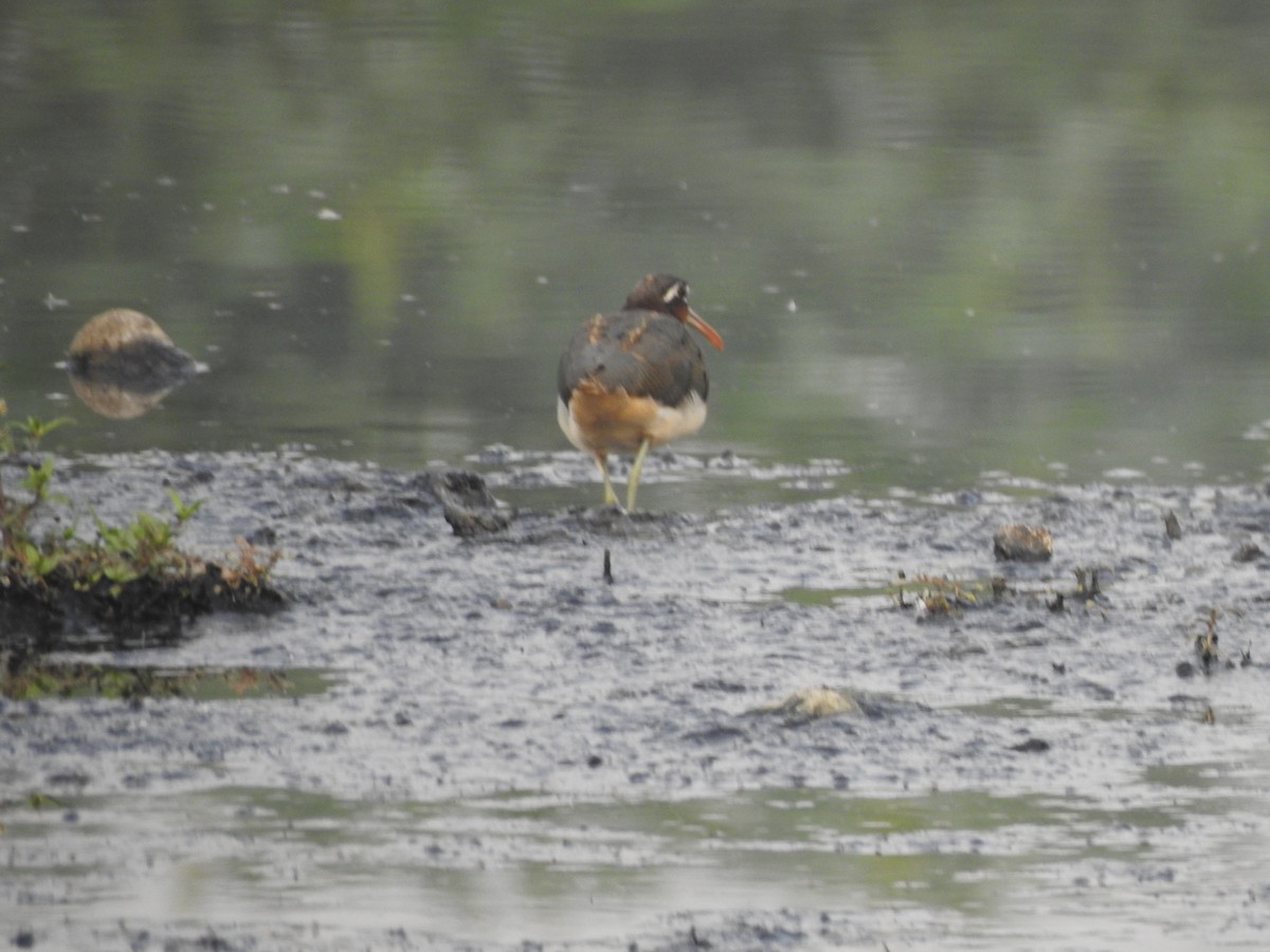 Greater Painted-Snipe - ML387580911