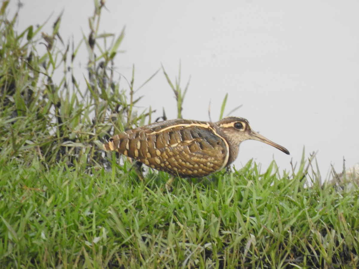 Greater Painted-Snipe - ML387580921