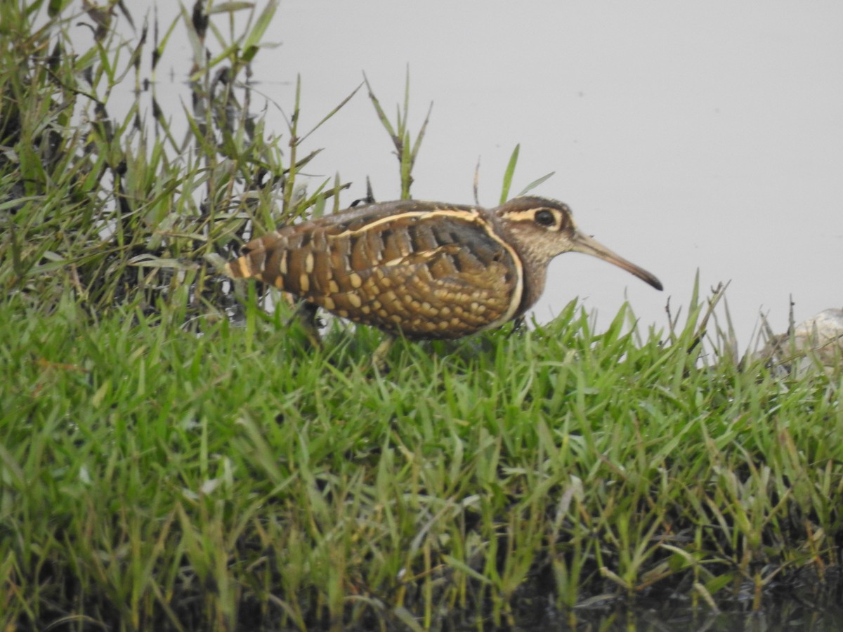 Greater Painted-Snipe - ML387580951