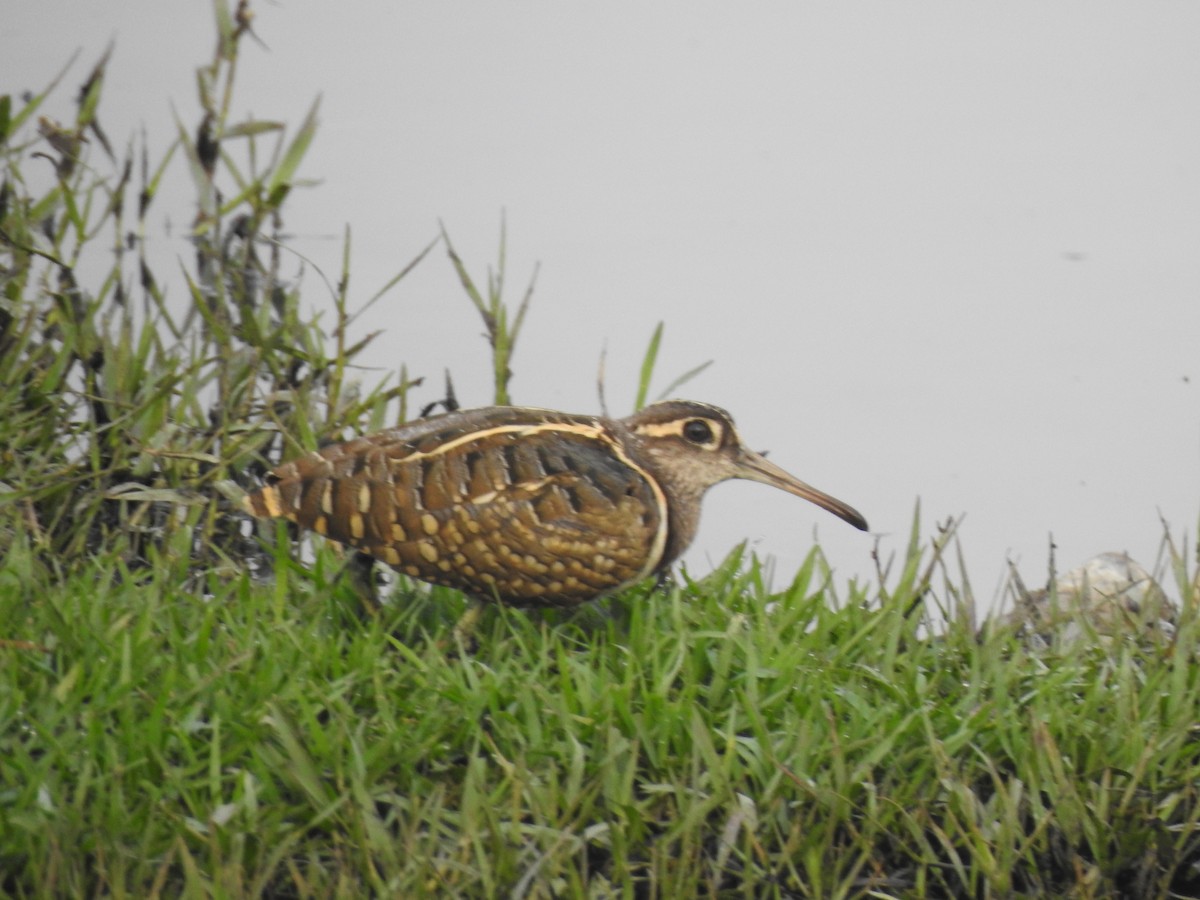Greater Painted-Snipe - ML387580981