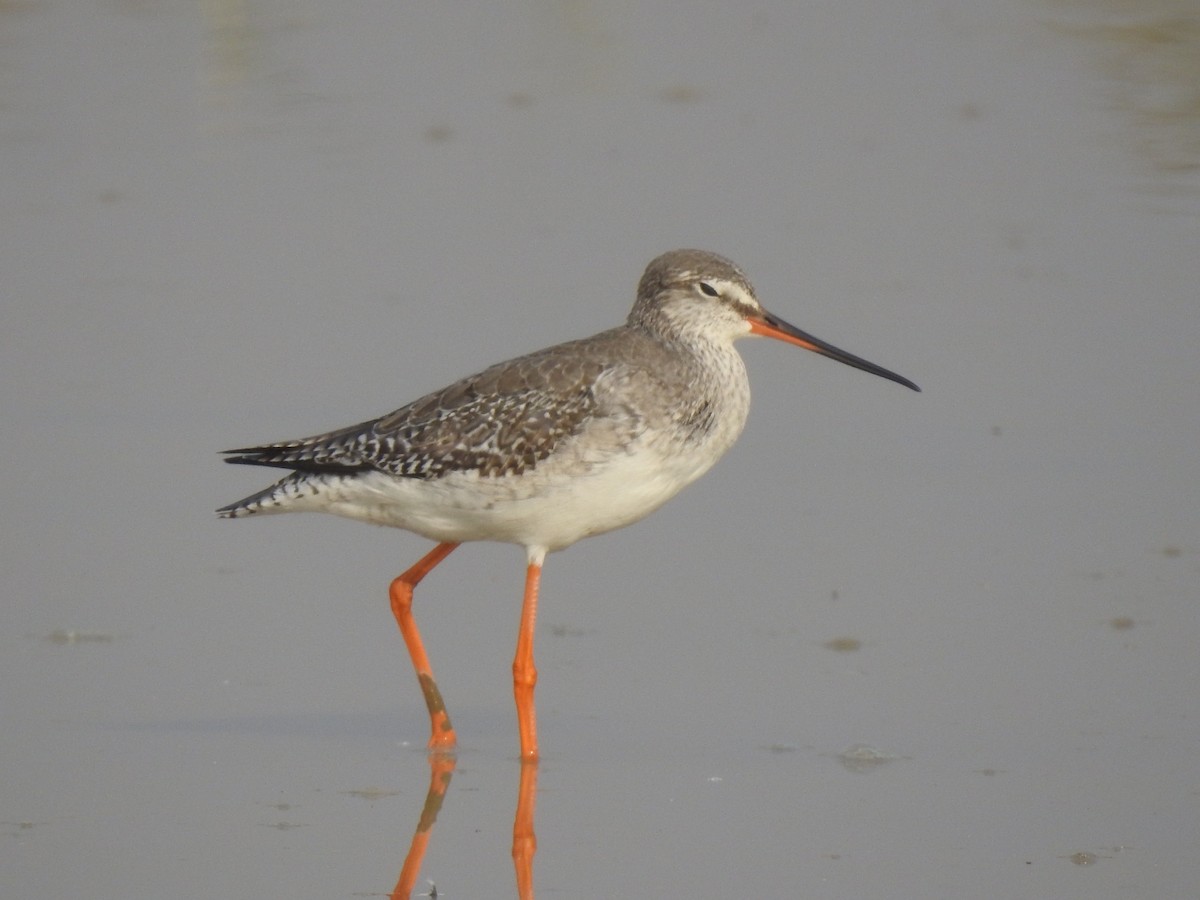 Spotted Redshank - ML387580991