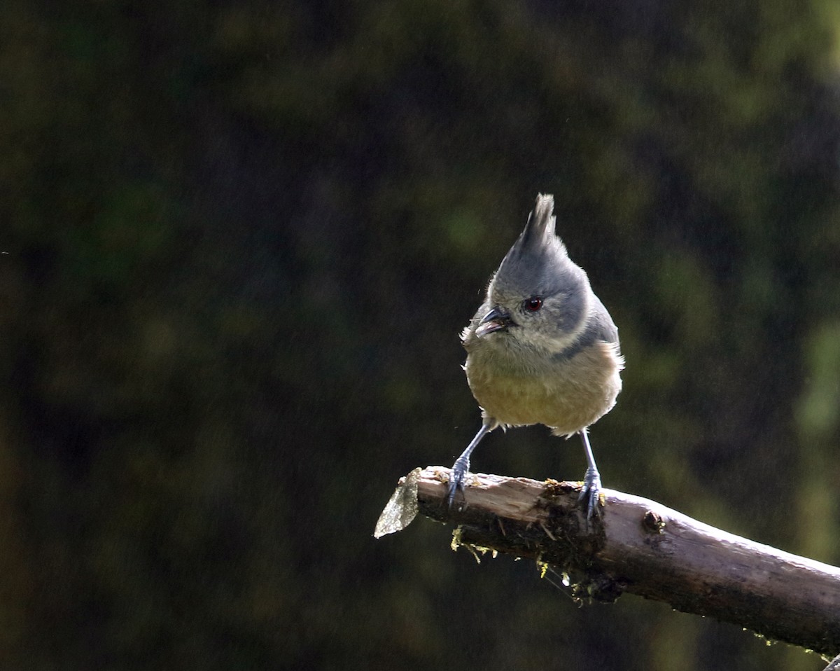 Gray-crested Tit - Gobind Sagar Bhardwaj