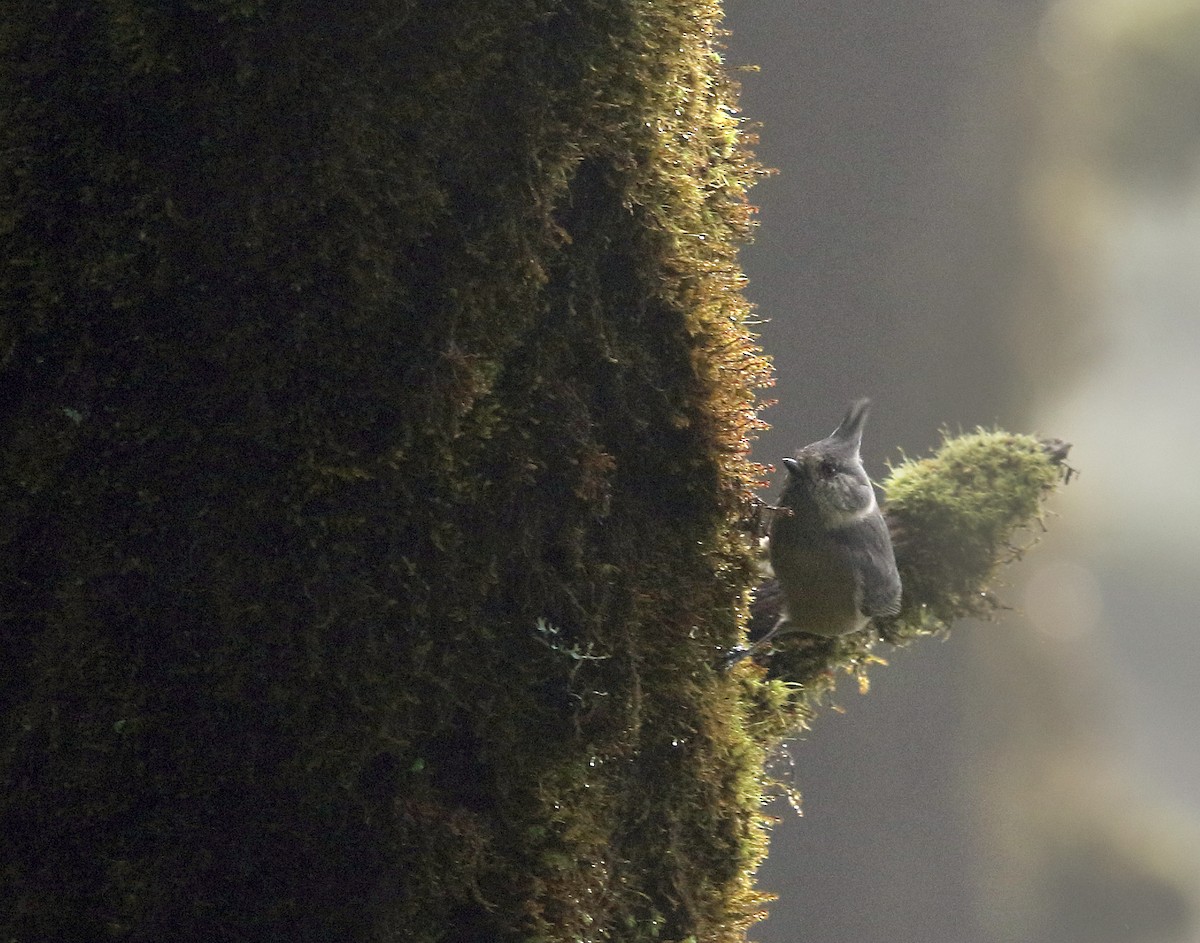 Gray-crested Tit - Gobind Sagar Bhardwaj