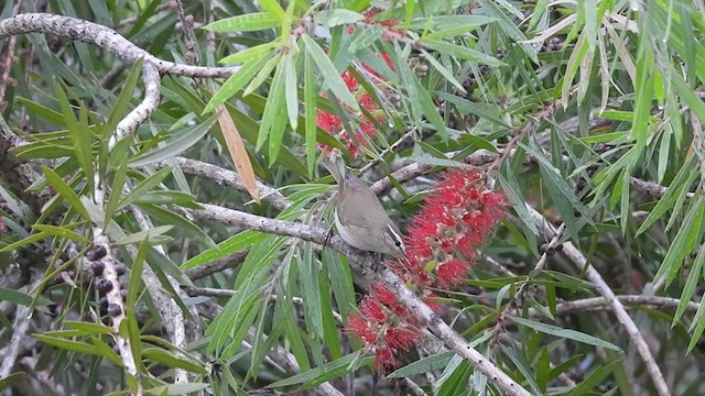 Mosquitero Picudo - ML387581861