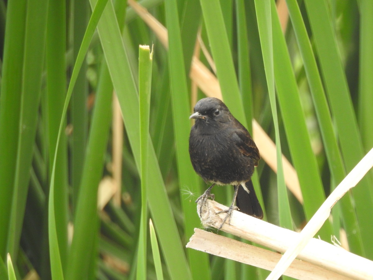 Pied Bushchat - ML387581961