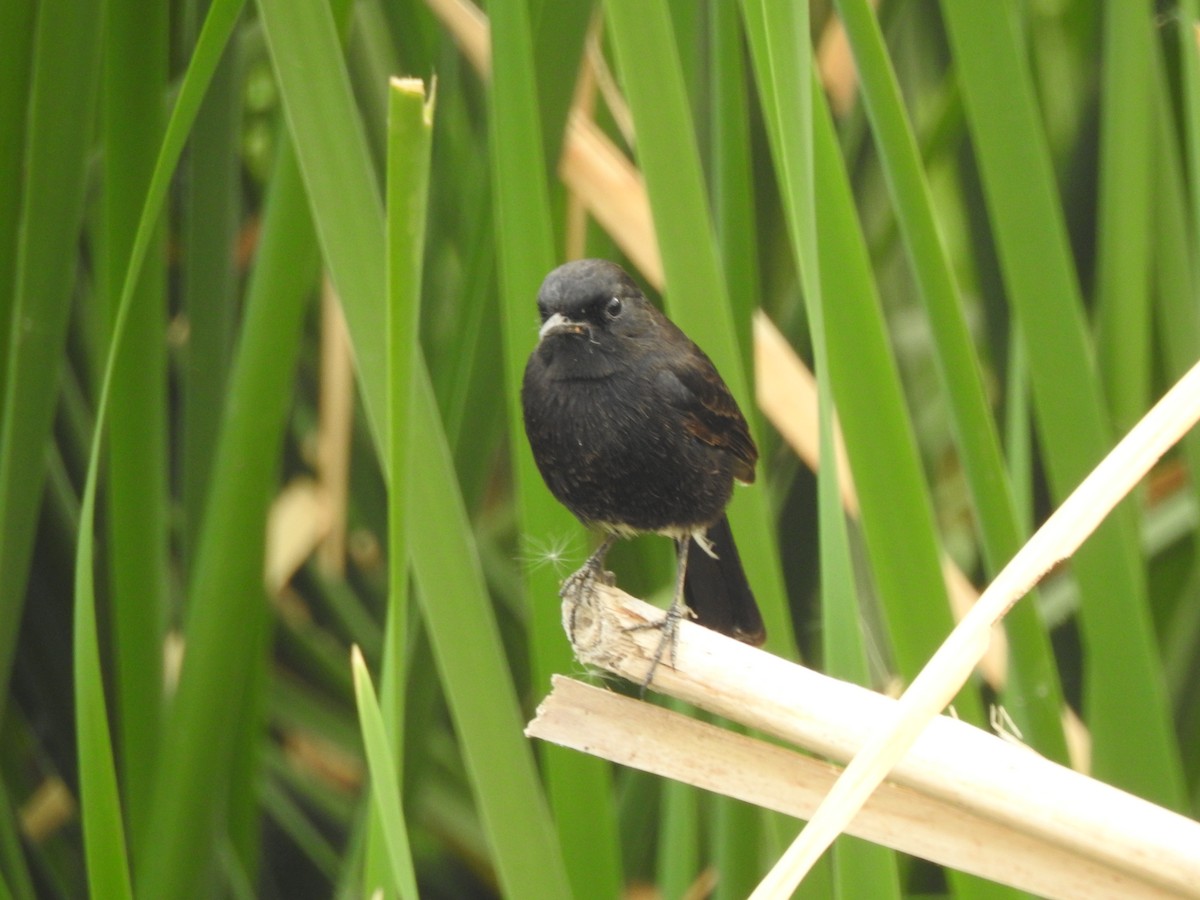 Pied Bushchat - ML387581971