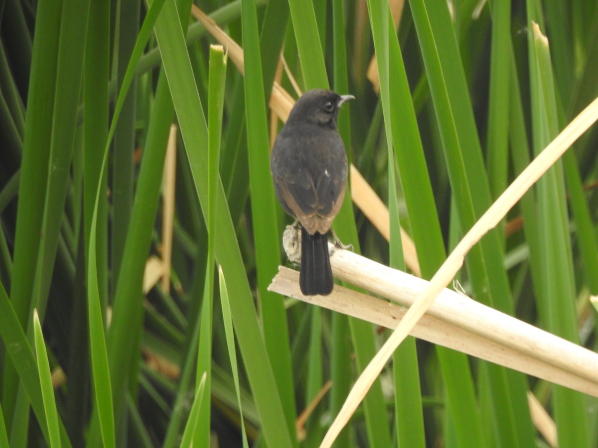 Pied Bushchat - ML387582021