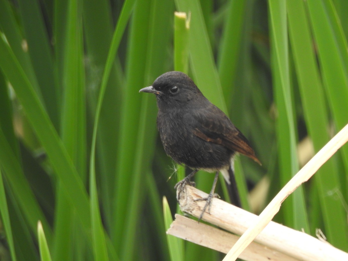 Pied Bushchat - ML387582041
