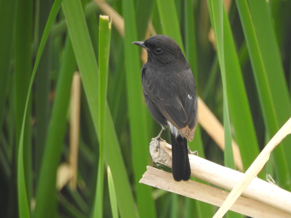 Pied Bushchat - ML387582051