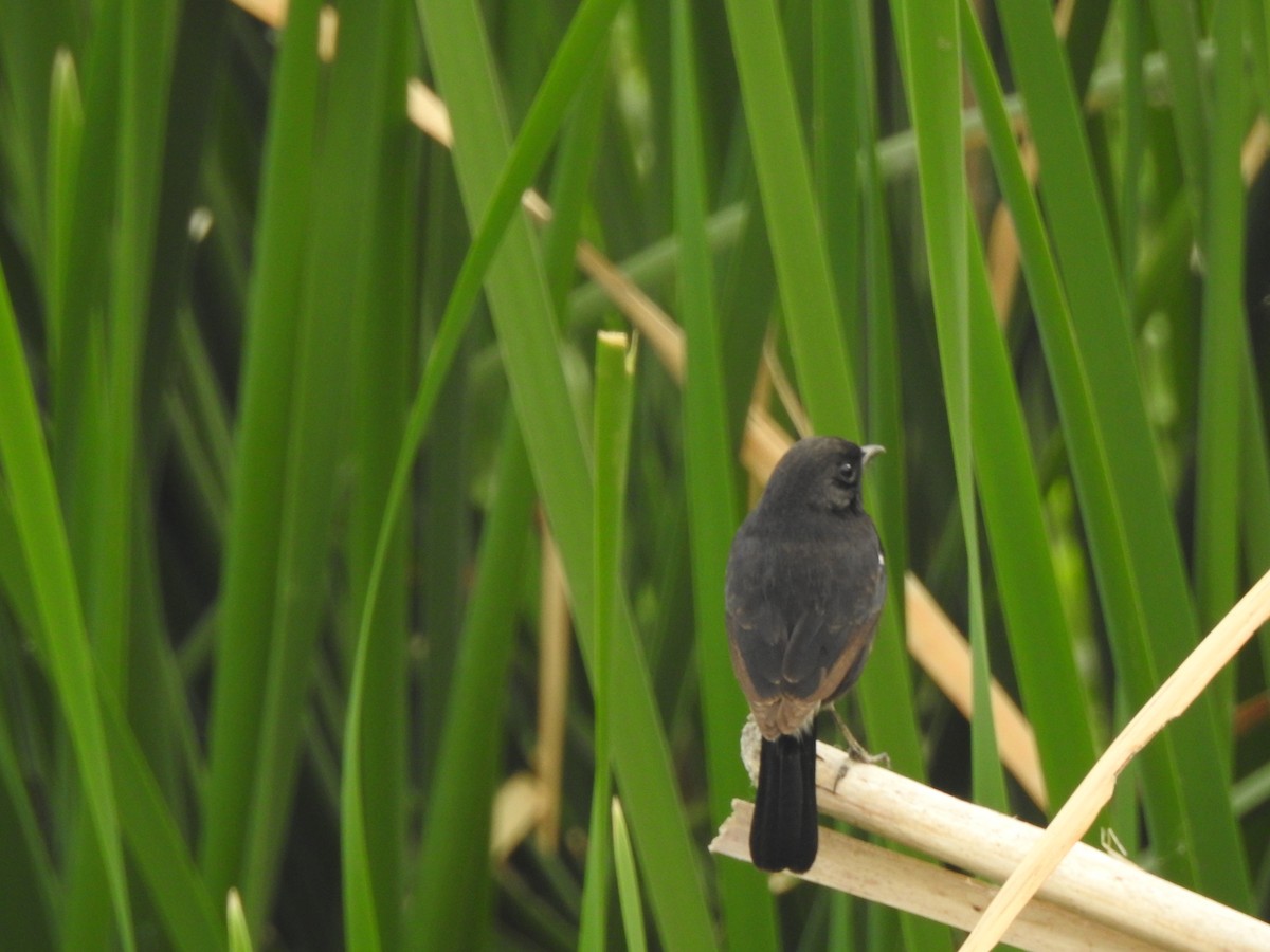Pied Bushchat - ML387582061