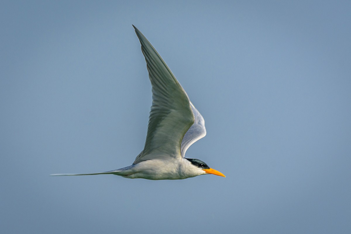 River Tern - ML387582141