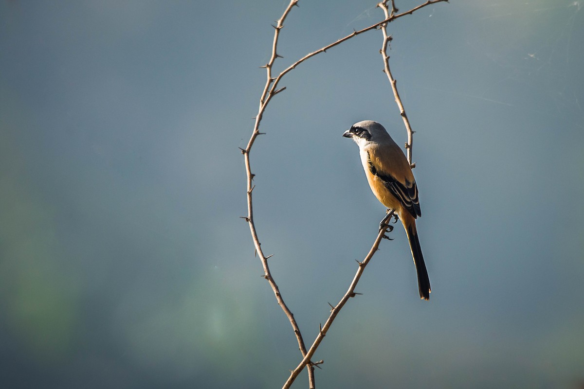 Long-tailed Shrike - ML387582541