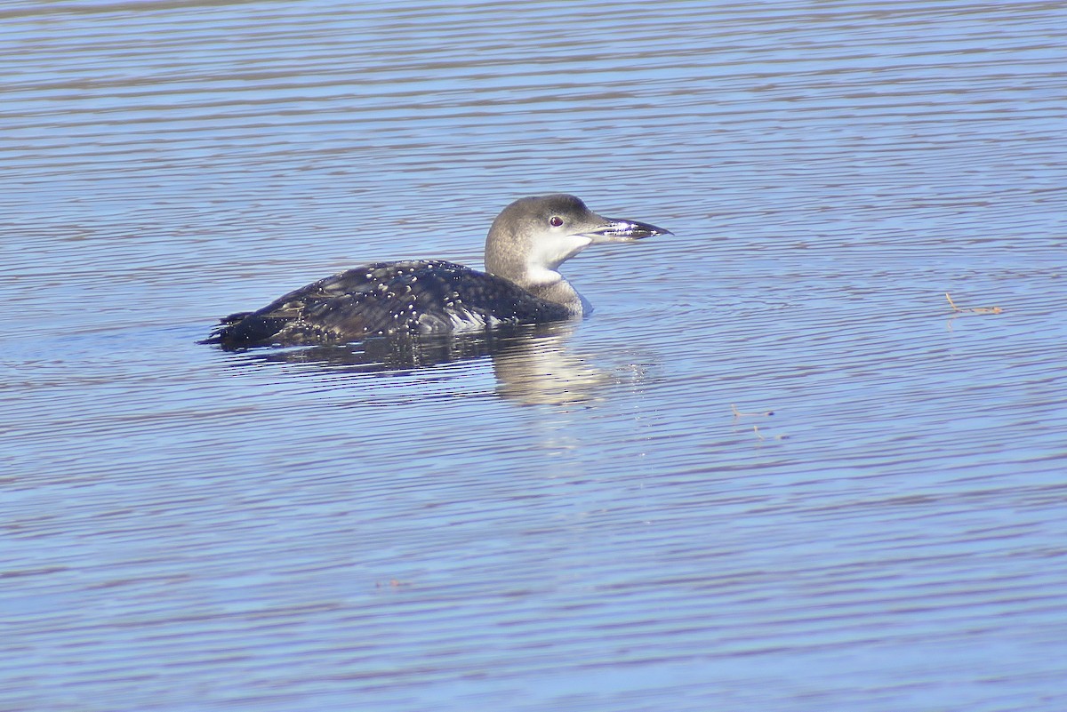 Common Loon - thomas berriman