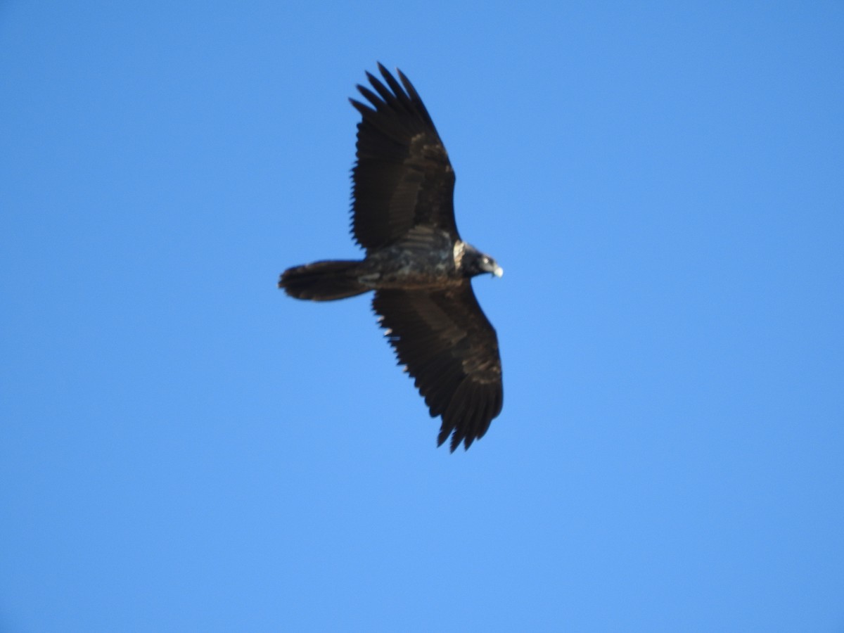 Bearded Vulture - Eneko Azkue