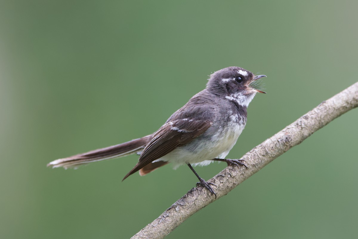 Gray Fantail - Adrian van der Stel