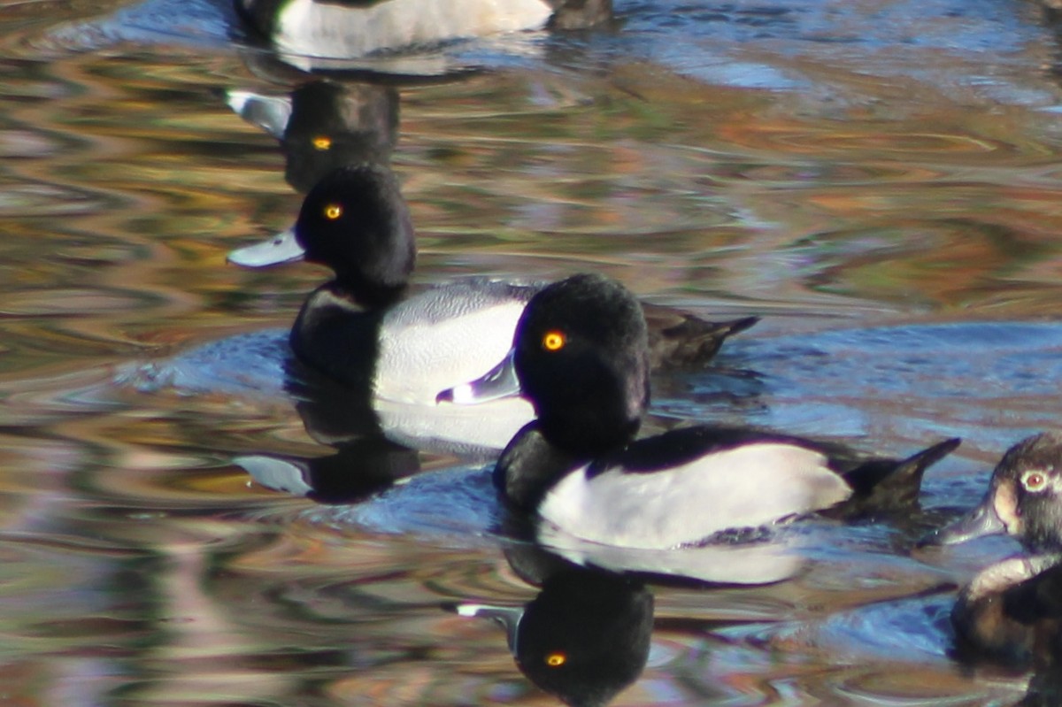 Lesser Scaup - ML387586331