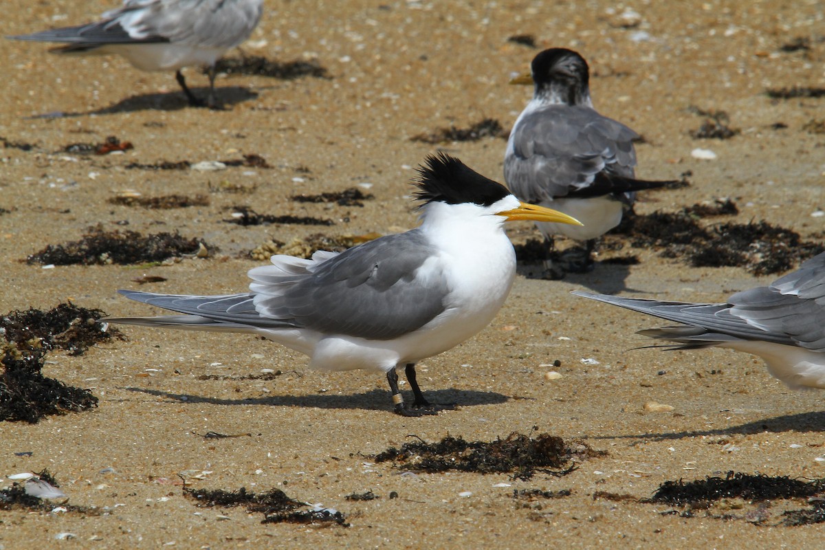 Great Crested Tern - ML387586801