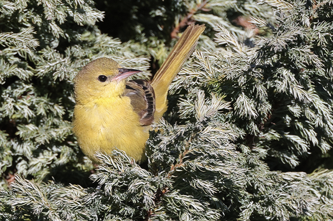 Orchard Oriole - ML387587091