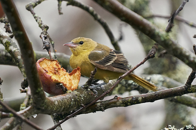 Oriole des vergers - ML387587101