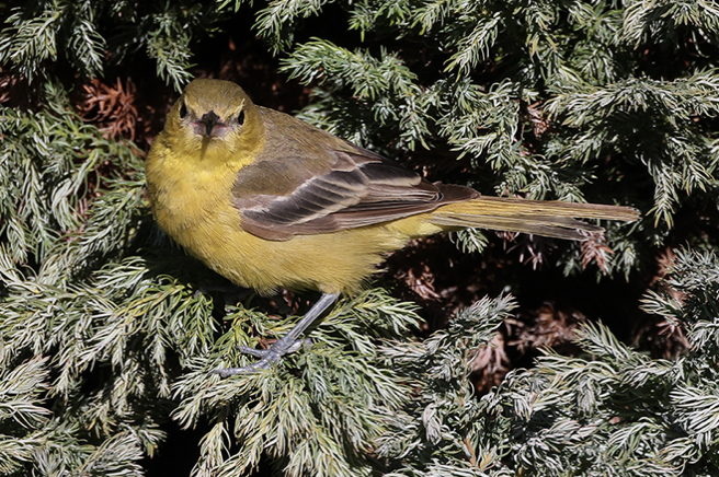 Orchard Oriole - Oregon Bird Records Committee OBRC