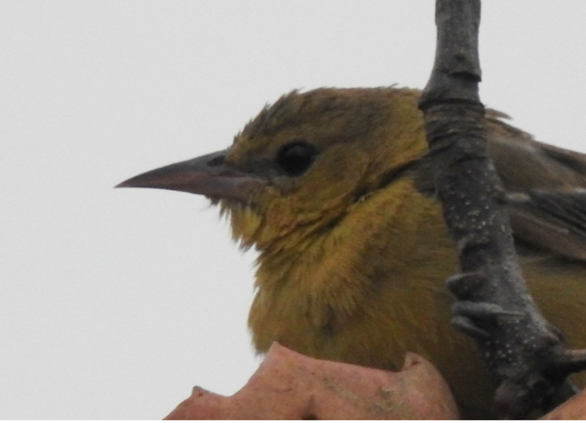 Orchard Oriole - ML387587121