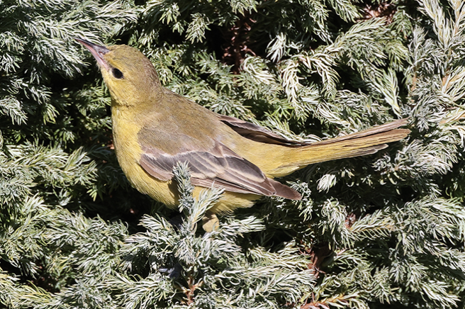 Oriole des vergers - ML387587131