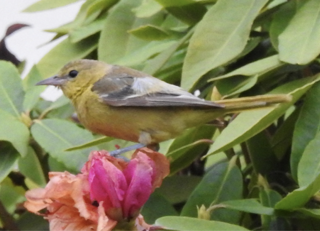 Orchard Oriole - Oregon Bird Records Committee OBRC