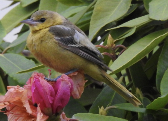 Orchard Oriole - Oregon Bird Records Committee OBRC