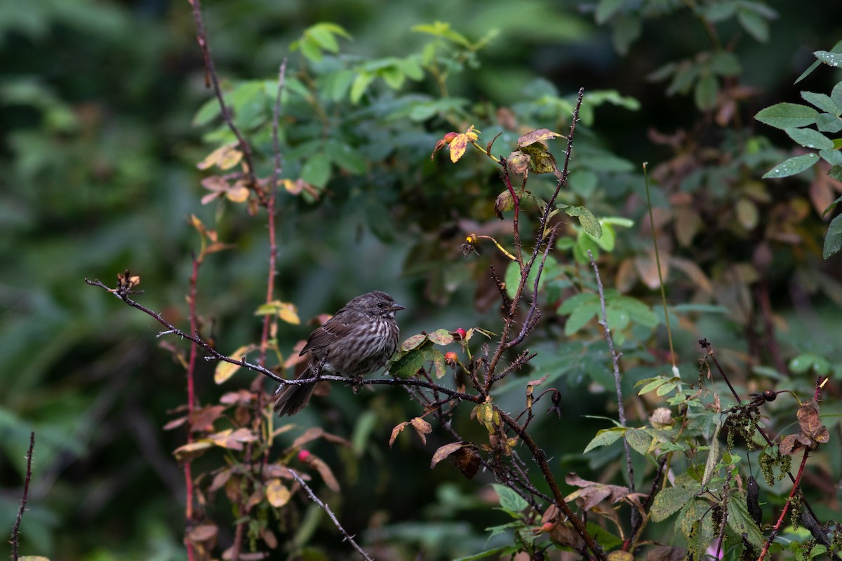 Song Sparrow - ML387589431