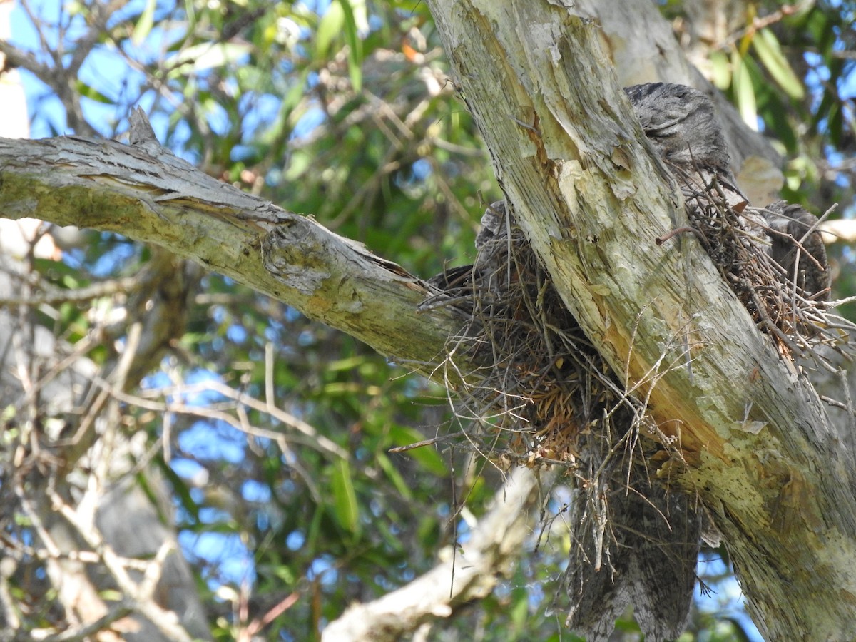 Tawny Frogmouth - ML387589461