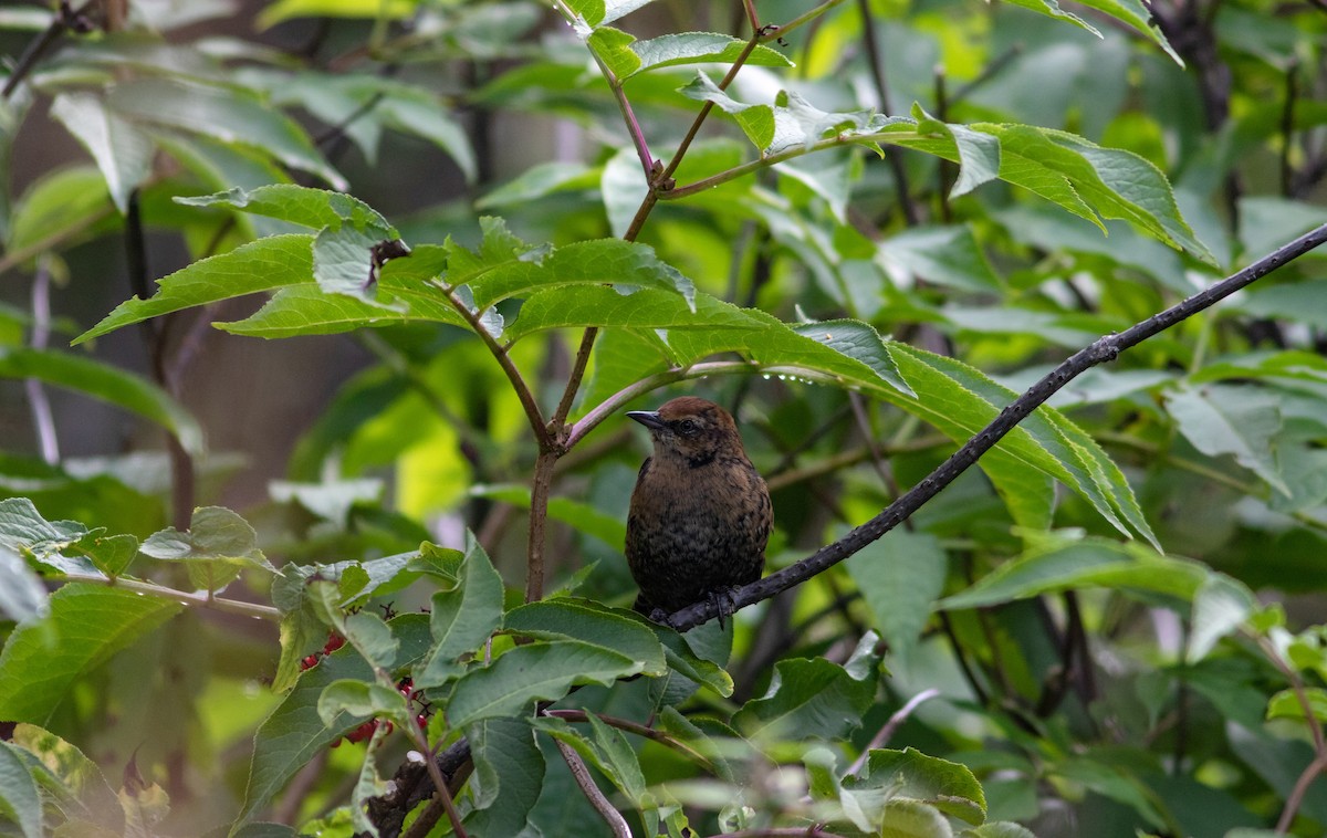 Rusty Blackbird - Justin Saunders