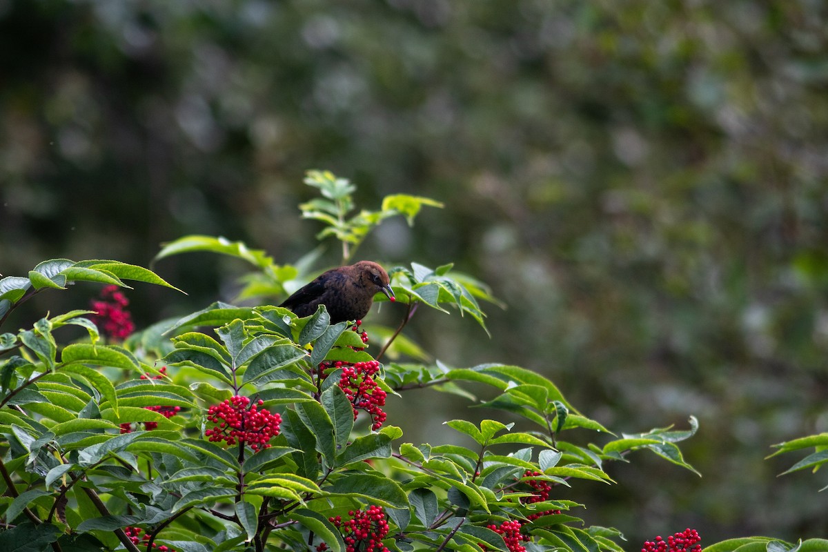 Rusty Blackbird - Justin Saunders