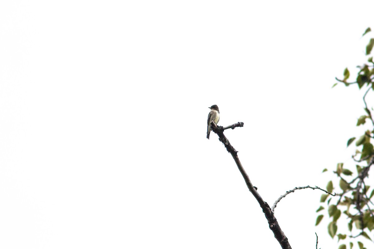 Olive-sided Flycatcher - ML387589781