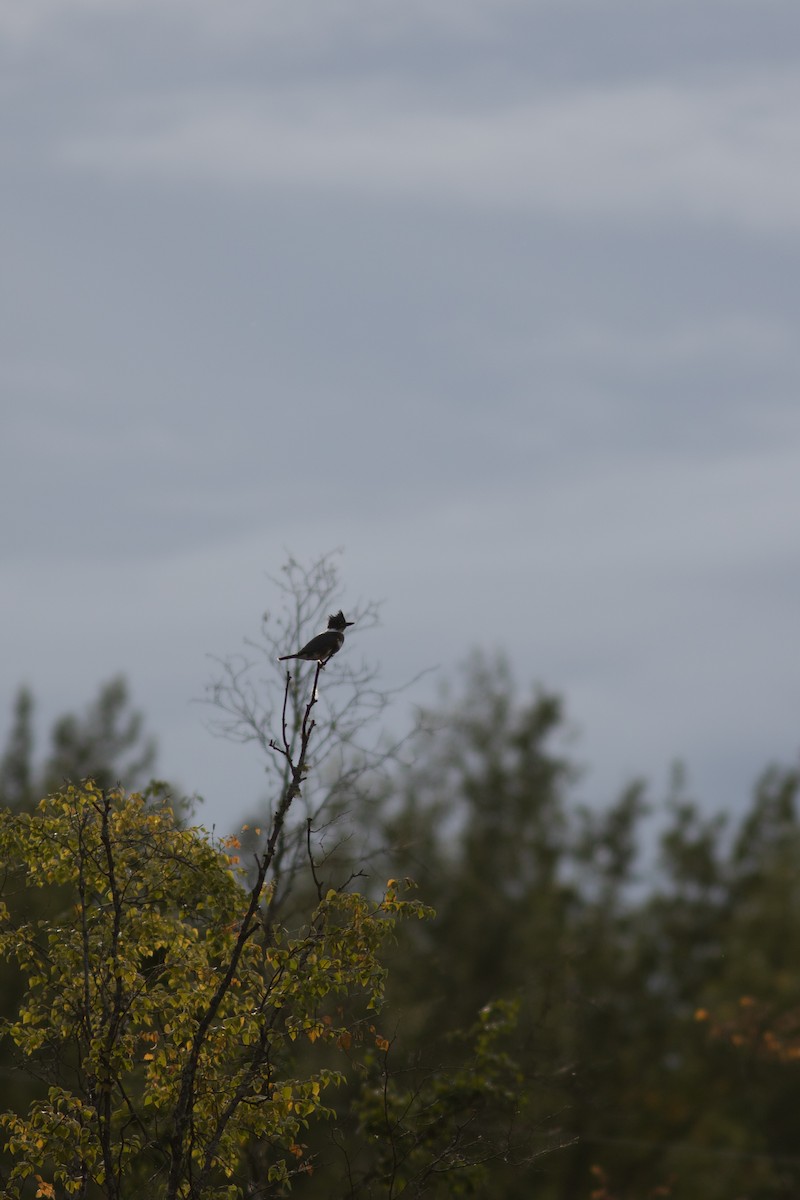 Belted Kingfisher - ML387590111
