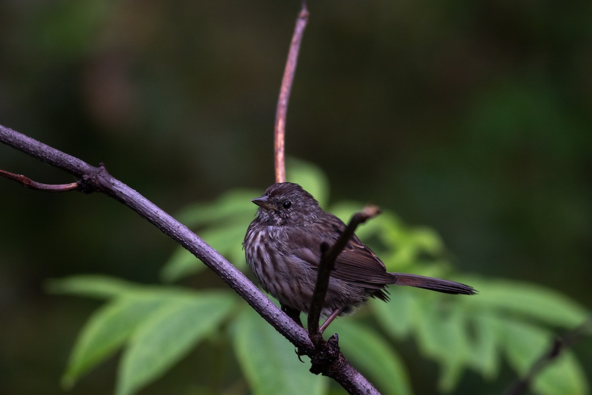 Song Sparrow - ML387590181