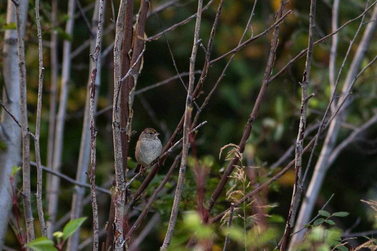 Golden-crowned Sparrow - ML387590221