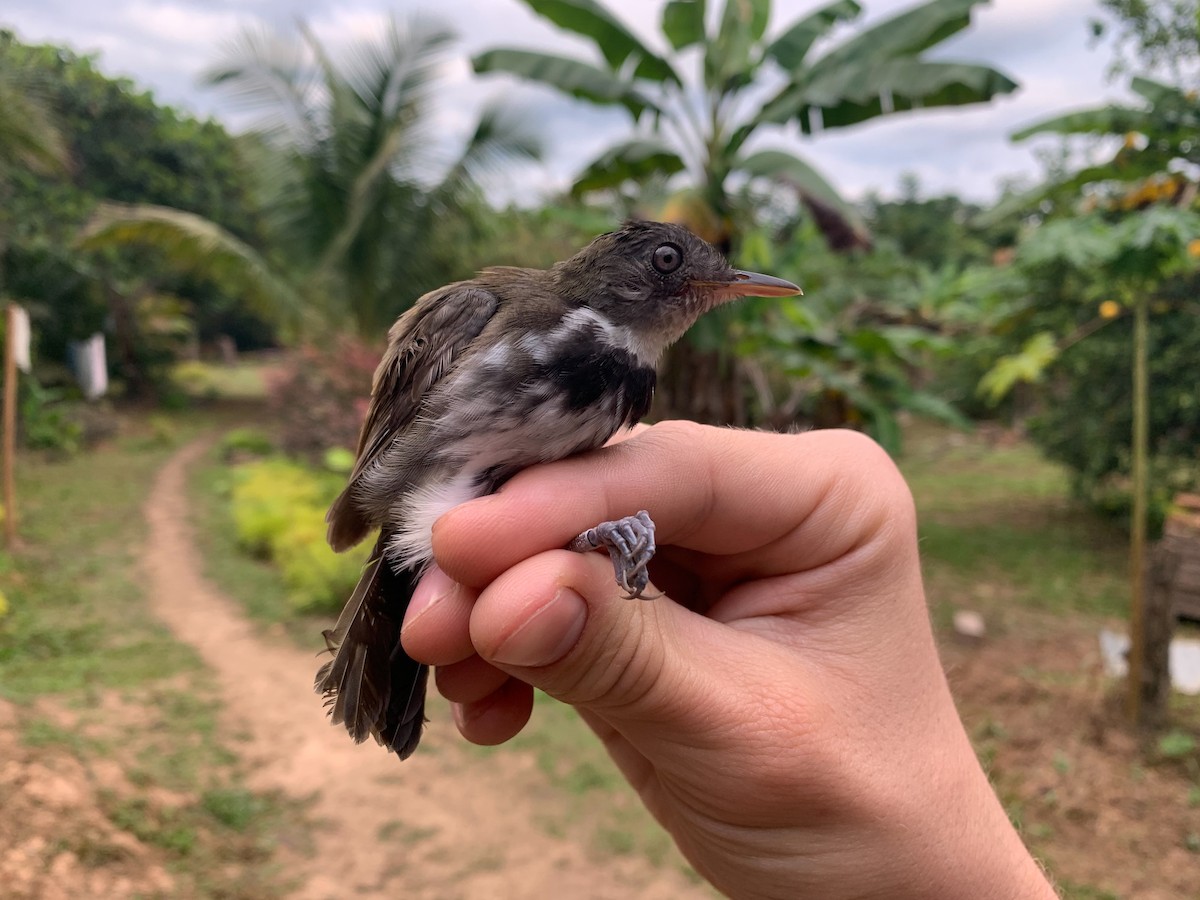 Ringed Antpipit - ML387590591