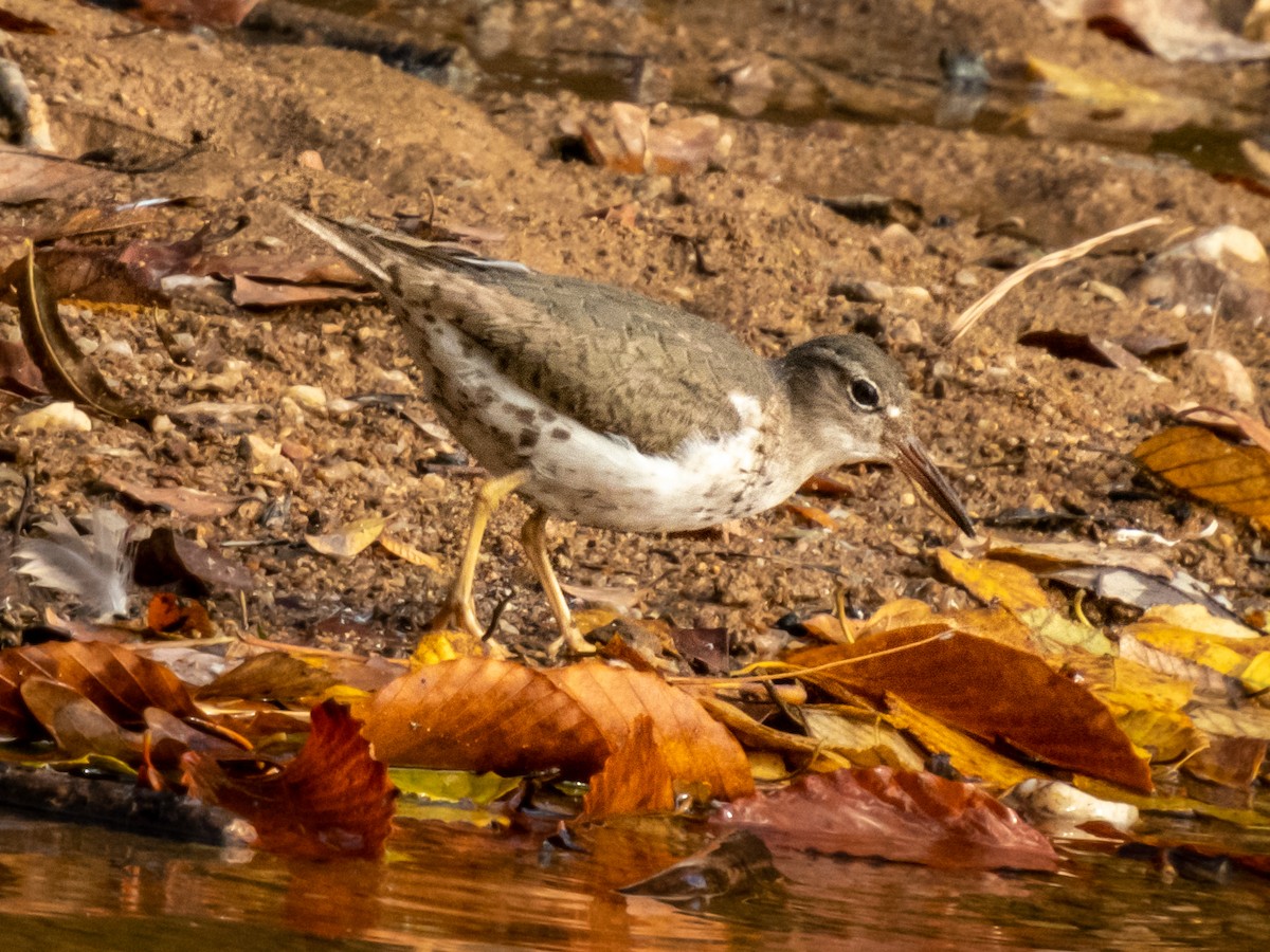 Spotted Sandpiper - ML387590711
