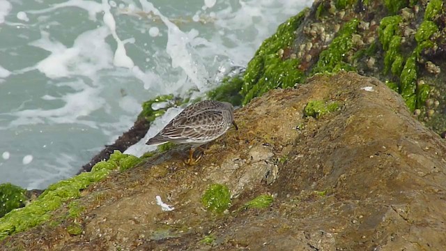 Purple Sandpiper - ML387590811