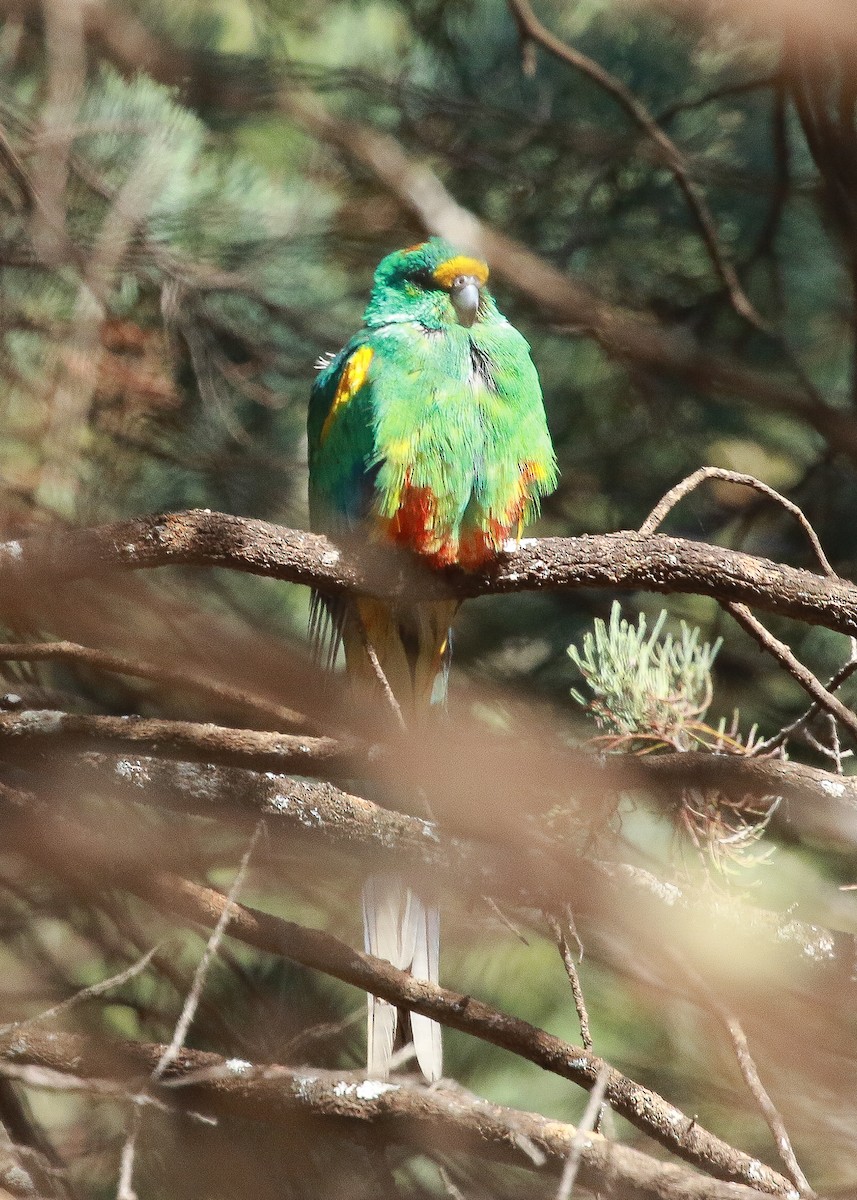 Разноцветный попугайчик - ML387591621