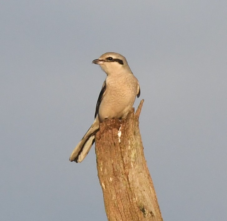 Northern Shrike - David True