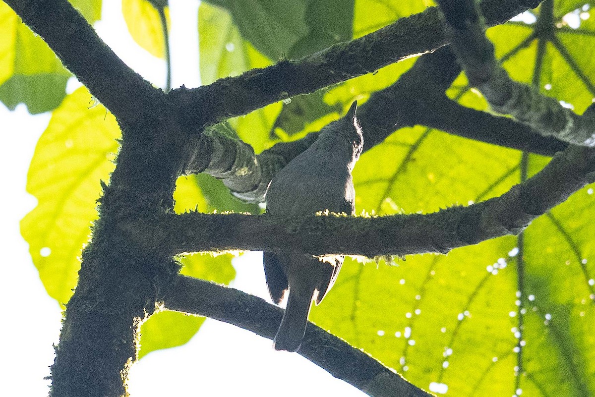 Chapin's Flycatcher - ML387594311