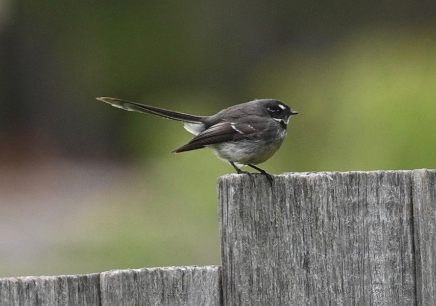 Gray Fantail - Snotty Foster