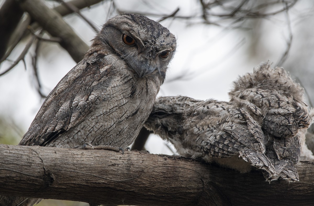 Tawny Frogmouth - Melissa Nicholas