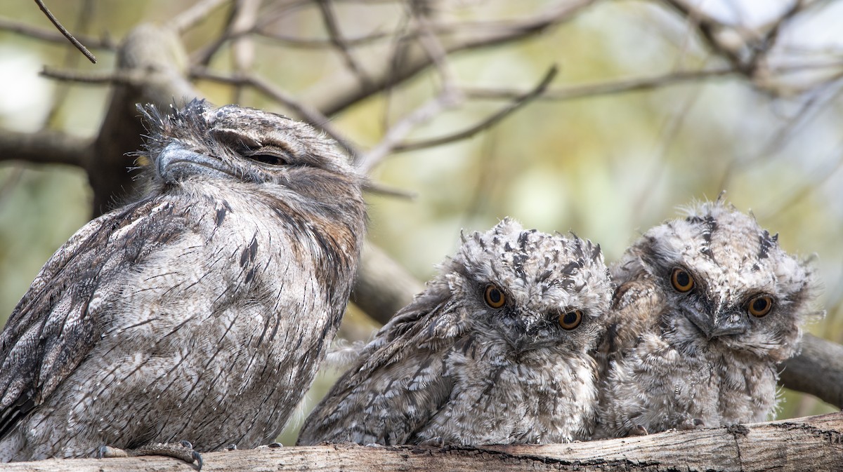 Tawny Frogmouth - Melissa Nicholas