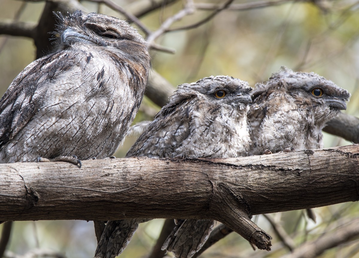 Tawny Frogmouth - ML387595871