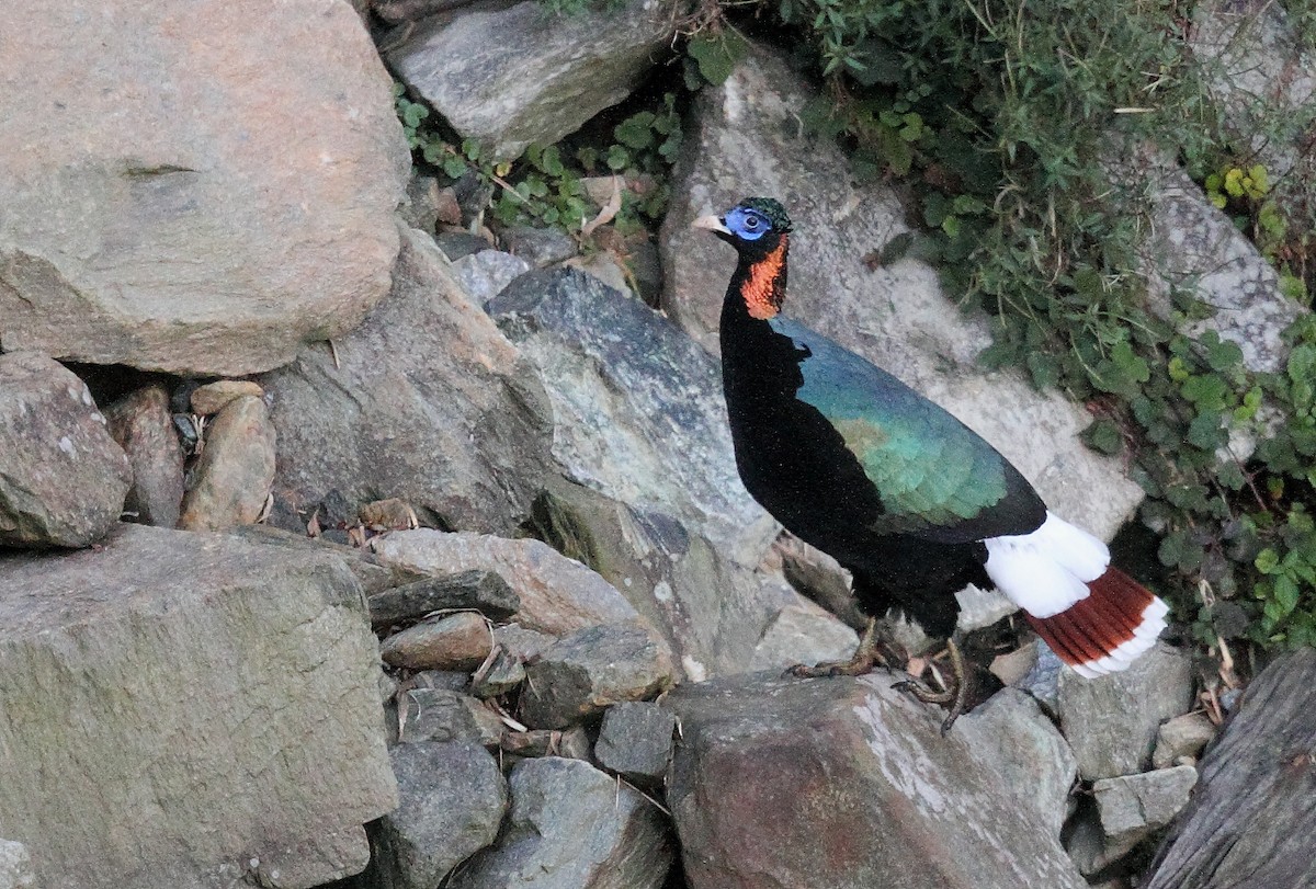 Sclater's Monal - Krishnan Sivasubramanian