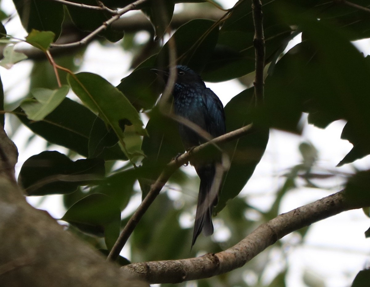 Bronzed Drongo - ML387598901