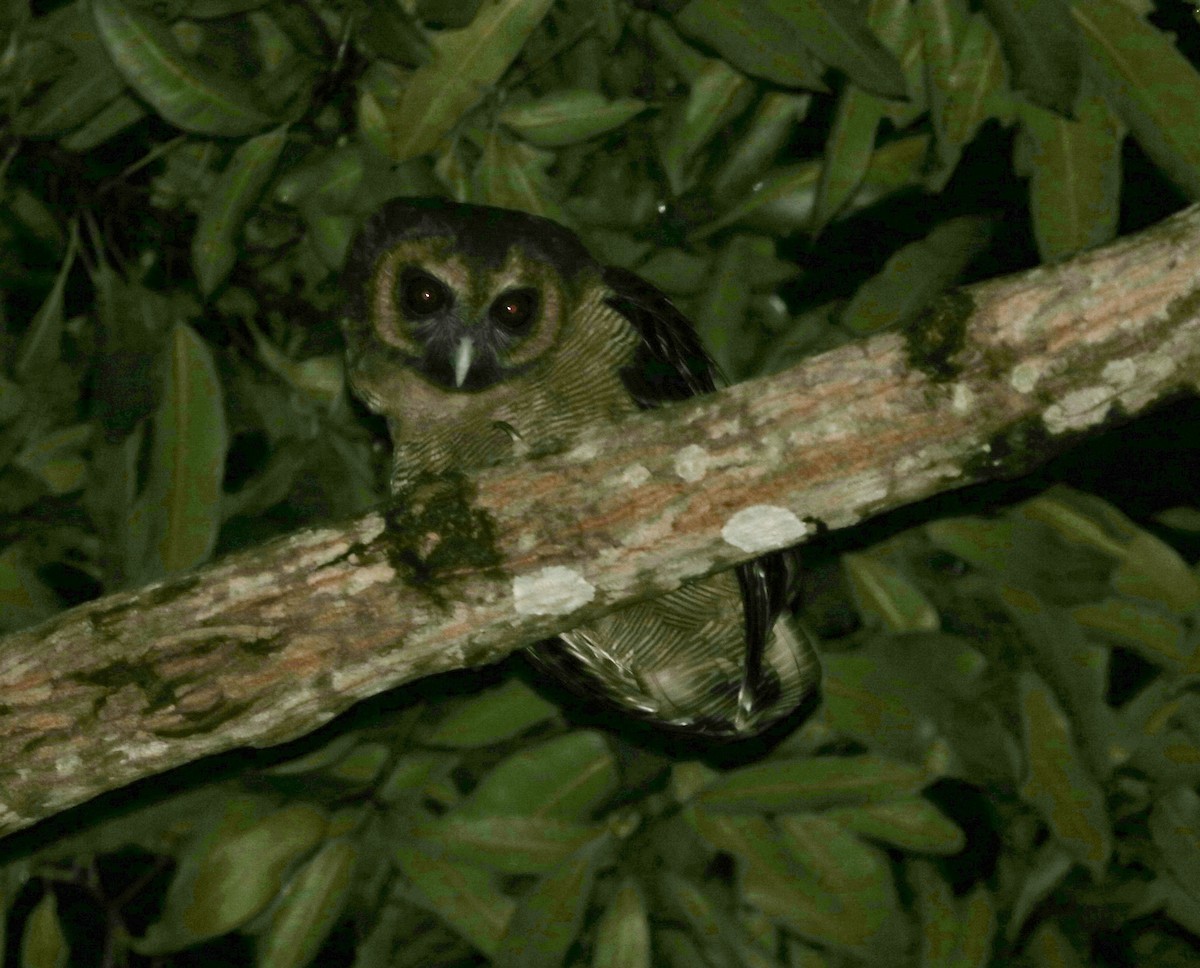 Brown Wood-Owl - ML387598971